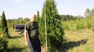 Our 34 ft Thuja Green Giant Arborvitae [upl. by Nordin]