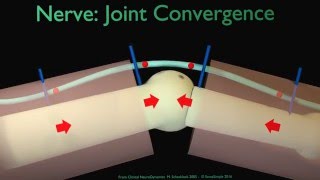 Nerve convergence at joint explained [upl. by Notyad21]