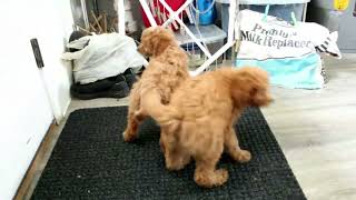 Miniature Labradoodle Puppies For Sale [upl. by Imoan]