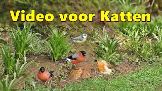 Video voor Katten  Videos voor katten om te bekijken tuin vogels [upl. by Guyon511]