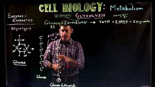 Glycolysis Introduction [upl. by Mun788]