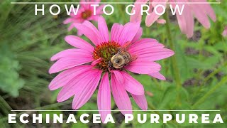 Complete Guide to Purple Coneflower  Echinacea purpurea [upl. by Hiltan]