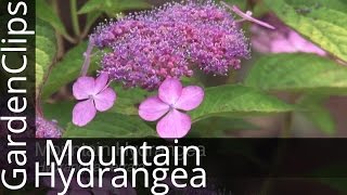 Mountain Hydrangea or Lacecap Hydrangea  Hydrangea serrata  How to grow Hydrangea serrata [upl. by Aneele23]