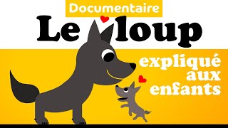 Le LOUP 🐺 Documentaire animalier pour enfant de maternelle [upl. by Rebel20]