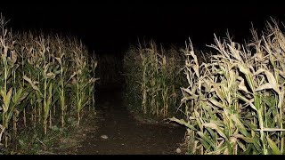 pov that scarecrow isnt the only thing in the cornfields  midwestern gothic inspired playlist [upl. by Oryaj]