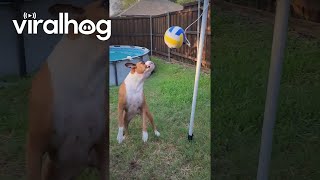 Boxer Plays Tetherball  ViralHog [upl. by Mitzie]