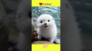 Go crazy crazy over this white otters healing smile 😍😍😍 funnyvideos funnyanimal pets [upl. by Clarisa]