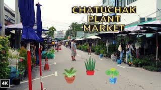 4K How is Chatuchak Plant and flower Market Thailand [upl. by Ehpotsirhc419]