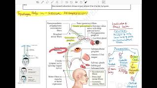 Topodiagnostic tests for localization of facial nerve lesions  Course of facial nerve  Anatomy [upl. by Assiram]