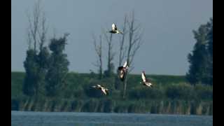 Whiffling Geese in Slow Motion [upl. by Xever]