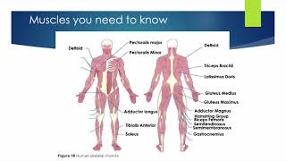 ALevel PE  Agonists Antagonists amp Types of Muscle Contractions [upl. by Secrest]