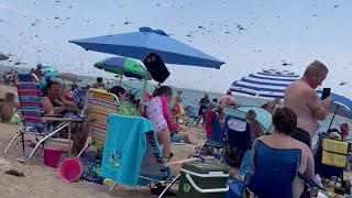 Dragonflies swarm beachgoers at Rhode Islands Misquamicut Beach [upl. by Troyes]