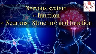 Bio Psychology Part 2 Nervous System Functions Neurons structure and function [upl. by Cyrano]