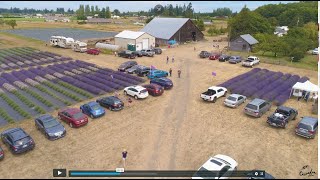 Lavender Festival Weekend at BampB Family Farm [upl. by Aehsila]