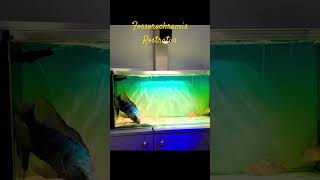 MMA Shorts  African Cichlid  Lake Malawi Cichlid africancichlid malawicichlid cichlid fish [upl. by Kriss]