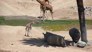 Baby Giraffe meets Rhinos [upl. by Zigrang]