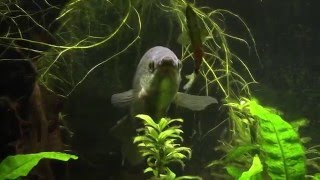 Snakeskin Gourami My Gentle Giant [upl. by Atisor]