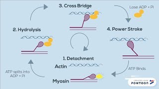 The Sliding Filament Theory of Muscle Contraction  FOUR STEPS [upl. by Artemis]