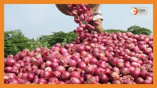 Kenyas Gold  Horticulture Onion Farming [upl. by Nwahc435]