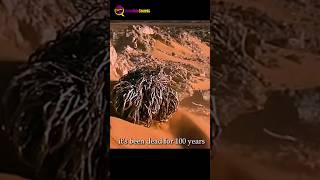 Dead Alive Plant in desert amazingfacts shorts [upl. by Tiffy]