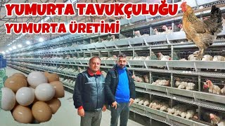 Yumurta Üretimi Hakkında  Güncel Fiyatlarla  Ligorin Tavuk Çiftliği [upl. by Cramer925]