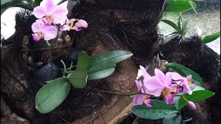 Phalaenopsis pulcherrima  Doritis pulcherrima  how to grow orchid [upl. by Frodeen]