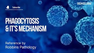 Phagocytosis  Mechanism of Phagocytosis [upl. by Narayan]