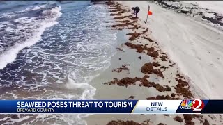 Massive sargassum seaweed bloom threatens Central Florida beaches [upl. by Haelak802]