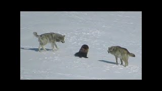 Une meute de loups a encerclé un glouton et voici ce qui sest passé ensuite [upl. by Tnaryb209]