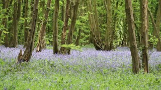 Heartwood Forest  Sandridge  Hertfordshire England [upl. by Amber]