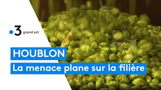 Préserver la production de houblon essentielle pour les brasseries locales [upl. by Laszlo]