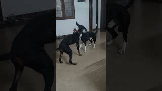 Fighting between doberman and pitbull 😍😍🥳🥳🎉🎉youtubeshorts shortsvideo dogloverfamily dogs [upl. by Atews]