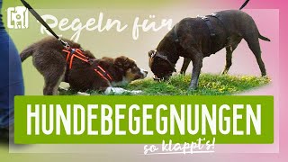 Hundebegegnungen Teil 1 – 5 Regeln für Hundebegegnungen [upl. by Chapnick]