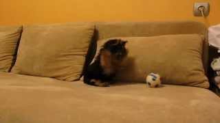 Funny Yorkshire Terrier puppy barking at toy ball [upl. by Kecaj]