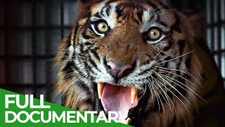 The Sumatran Tiger  The Last of Their Kind  Free Documentary Nature [upl. by Michon]