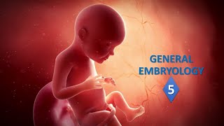 General embryology Part05 Prof Ashfaqur Rahman [upl. by Marchese]