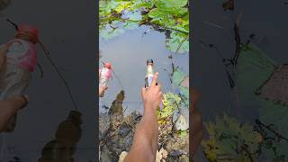 Fishing ChallengeshortsreelsUnique Style Plastic Bottle Hookhook [upl. by Deenya]