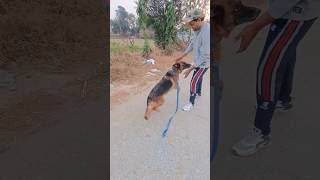 germanshepherd is attack this honerdog doglover viralshorts subscribe trendingshorts yt [upl. by Azial]