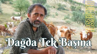 Tek Başına Dağda Hayvancılık  Belgesel Film [upl. by Chatav374]