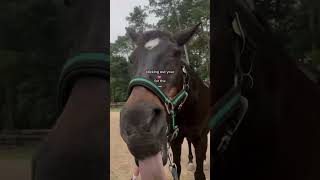 diesel tonge core😂  equestrian fypシ゚viral horse funny [upl. by Gabbey]