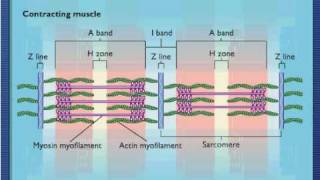 Sarcomere Contraction  Process Of Muscle Contraction With Myosin amp Actin [upl. by Wendalyn]