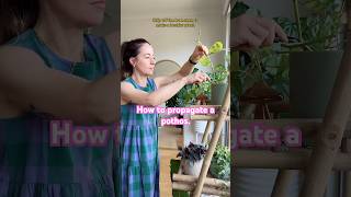 The Easiest Houseplant to Propagate Learn how to Propagate the Pothos Plant EpipremnumAureum [upl. by Hadley645]