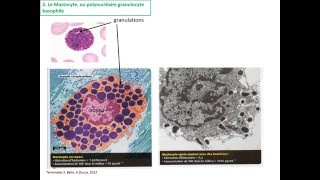 La réaction inflammatoire TS [upl. by Salahcin]