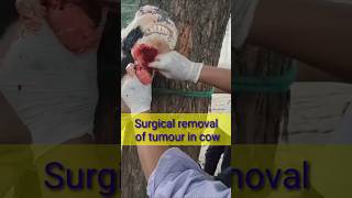 Surgical removal of tumour in cow Dr alok vet club [upl. by Elbon]