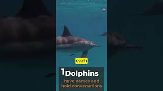 Did You Know Dolphins Have Names 🐬  Fascinating Animal Facts [upl. by Narmi]