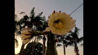 Cereus Cactus Night Booming Flowers Time Lapse [upl. by Ecyrb778]