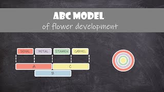 ABC Model of Flower Development  Plant Biology [upl. by Ahsinit]