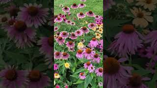 Coneflowers veseys coneflower echinacea flowergarden canadiangardening [upl. by Surazal]