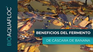 Beneficios del fermento con cáscara de banana [upl. by Eneirda]