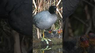 American Coot Sound Video Short Peaceful Nature Sounds [upl. by Kwasi]